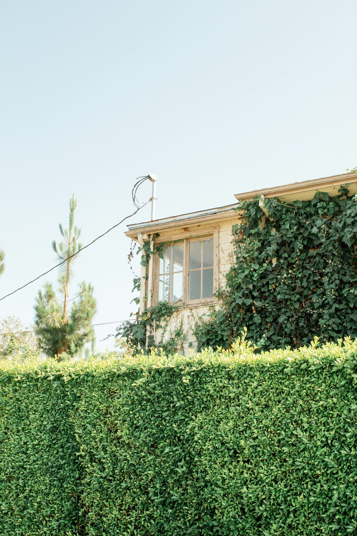 Gepflegte Hecke vor einem Wohnhaus