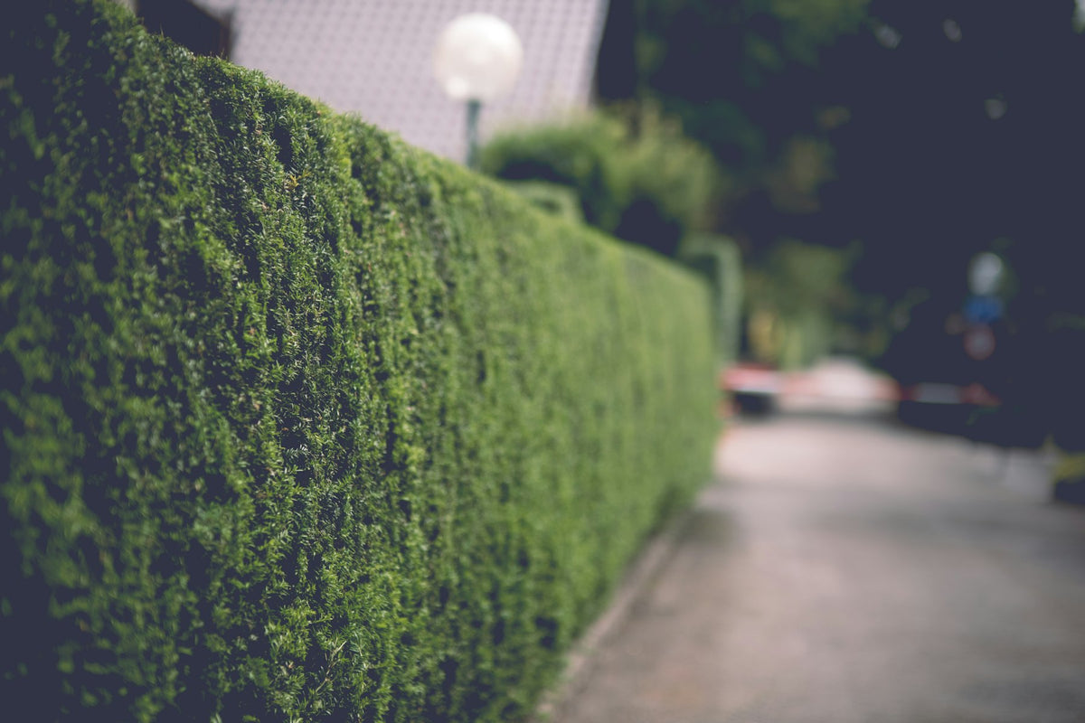 Frisch geschnittene Hecke im Detail